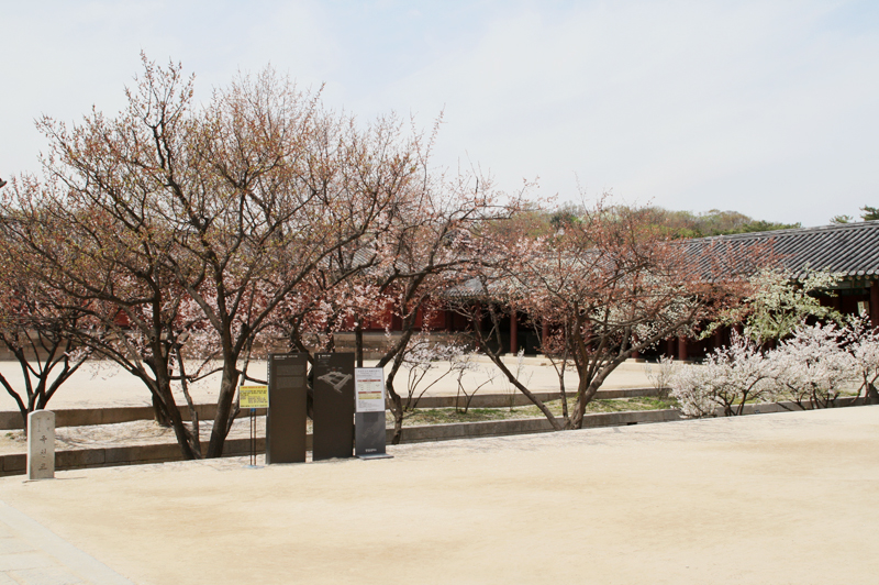 spring in seoul