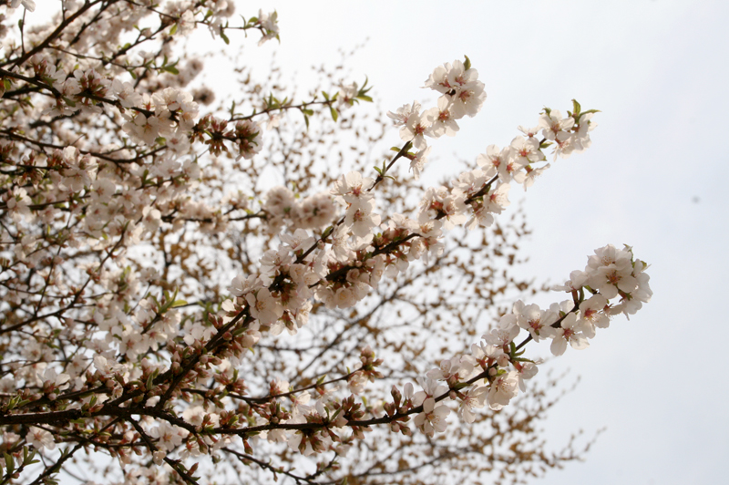 cherry blossoms in seoul