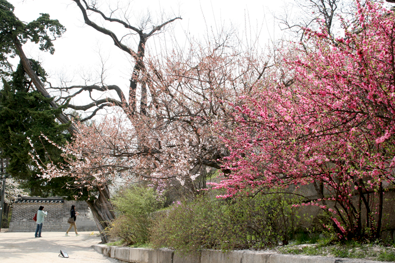 cherry blossoms in seoul