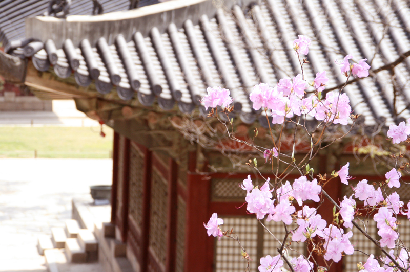 cherry blossoms at Changgyeonggung Palace