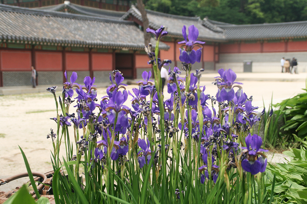 changdokgeung palace spring flowers