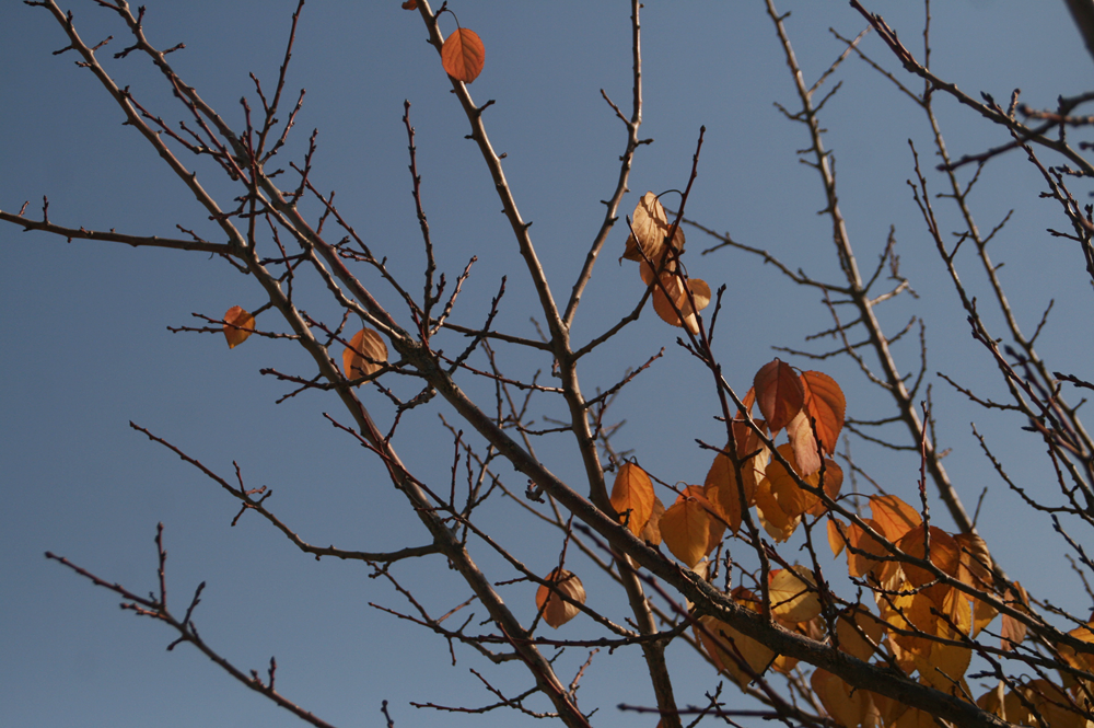 autumn in seoul korea 3