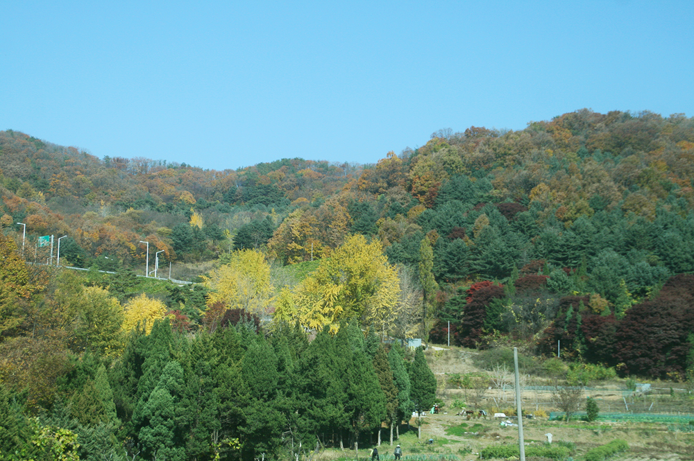 lovely fall foliage korea
