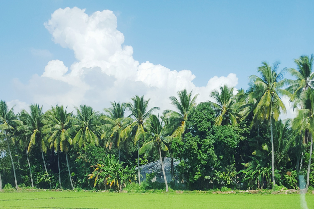 bataan rice fields