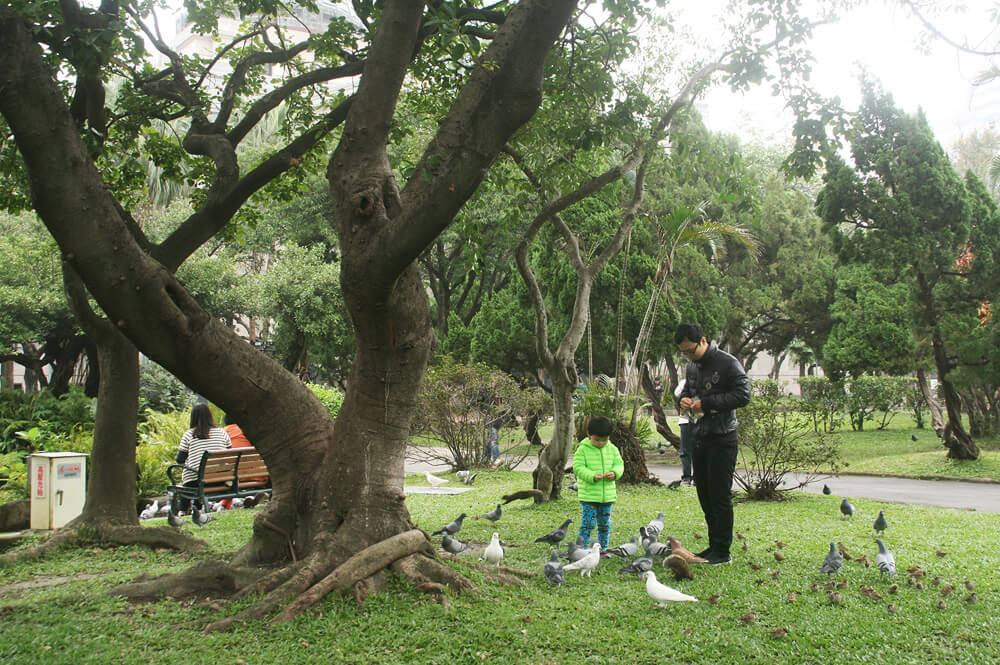 feeding birds at a park